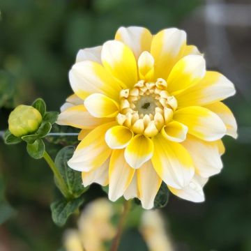 Dalia decorativa Lemon Cane