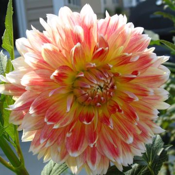 Dalia decorativa Peaches and Cream