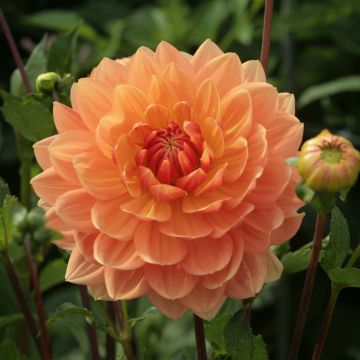 Dalia decorativa Rancho
