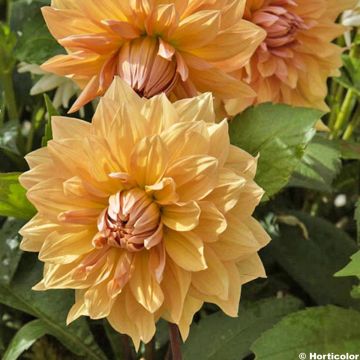Dalia decorativa Mr Loyal