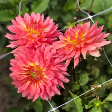 Dalia enana Extase