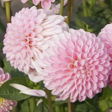 Dalia nana Pink Jewel