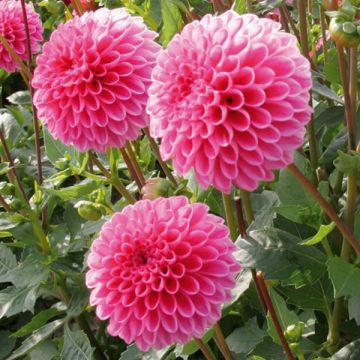 Dalia nana Purple Jewel