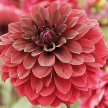 Dalia decorativa Red Devil
