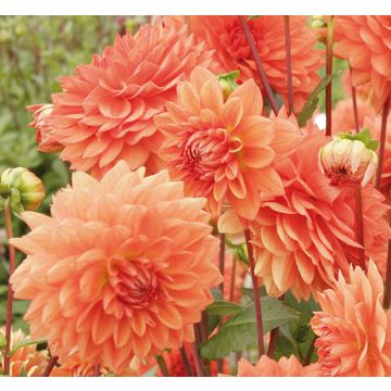 Dalia decorativa Zsa Zsa