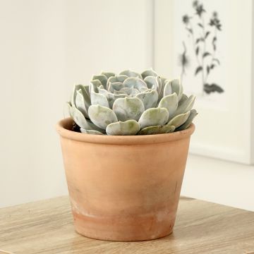 Echeveria lilacina - Echeveria fantasma
