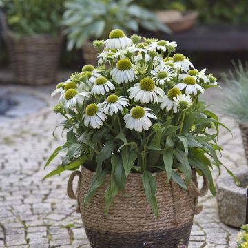 Echinacea purpurea Sun Magic Vintage White