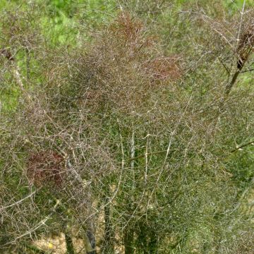 Finocchio Purpureum