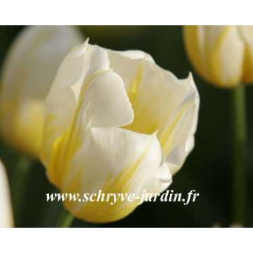 Tulipano Flaming Coquette