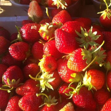 Fragola rifiorente Anaïs Bio