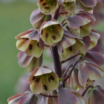 Fritillaria persica Bicolor Magic Bells - Meleagride persiana