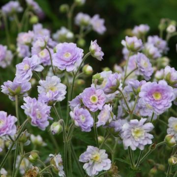 Geranium pratense Summer Skies - Geranio dei prati