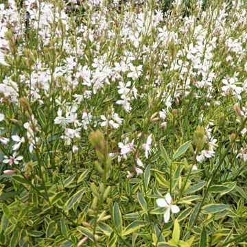 Gaura Corrie's Gold