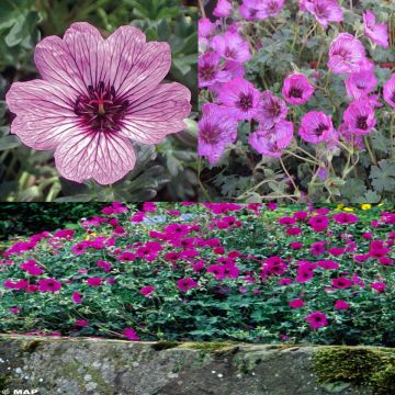 Collezione Gerani da giardino