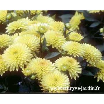 Dalia enana Sunny Glow