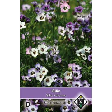 Gilia tricolor Felicitas