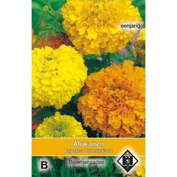 Tagetes erecta Crackerjack - Tagete eretta
