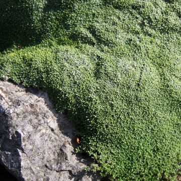 Gypsophila aretioides