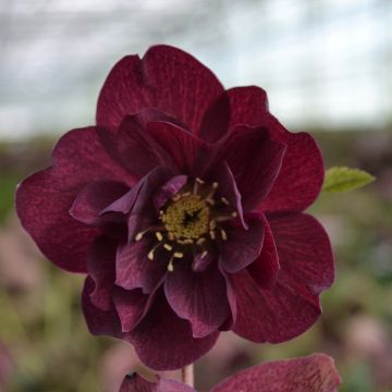 Helleborus ViV Isabella - Elleboro