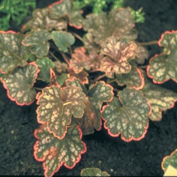 Heuchera Beauty Colour