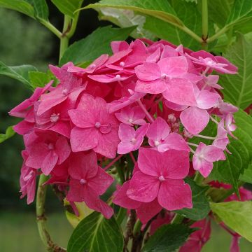 Hydrangea macrophylla Constellation - Ortensia