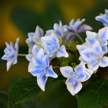 Hydrangea macrophylla Star Gazer Blue - Ortensia