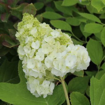 Hydrangea quercifolia Harmony - Ortensia a foglie di quercia