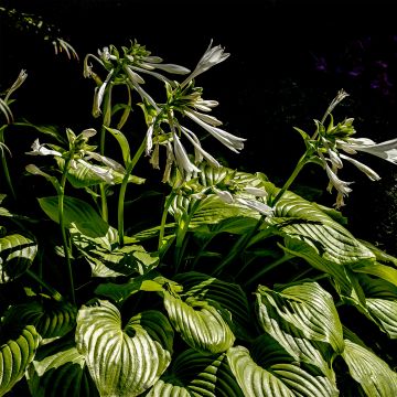 Hosta plantaginea f. grandiflora - Giglio d'agosto