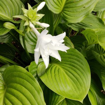 Hosta plantaginea Venus - Giglio d'agosto