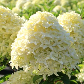 Hydrangea paniculata White Light - Ortensia paniculata