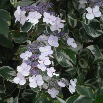 Hydrangea macrophylla Tricolor - Ortensia