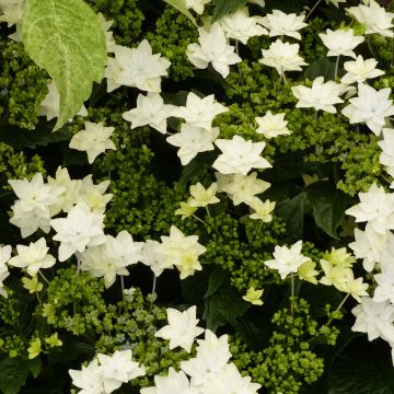 Hydrangea macrophylla Hovaria Fireworks White - Ortensia