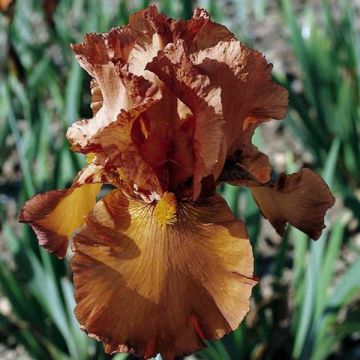 Iris germanica Cable Car - Giaggiolo paonazzo
