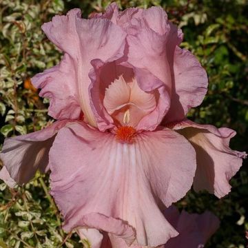 Iris germanica Caprice de Star - Giaggiolo paonazzo