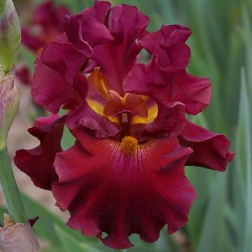 Iris germanica Rip City - Giaggiolo paonazzo