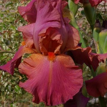 Iris germanica Sorbet Fraise - Giaggiolo paonazzo