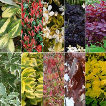 Kit siepe a fogliame colorato eco
