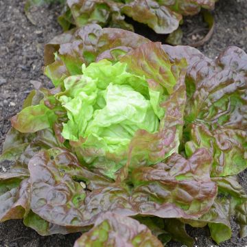 Lattuga a cappuccio Meraviglia della 4 stagioni Bio - Ferme de Sainte Marthe