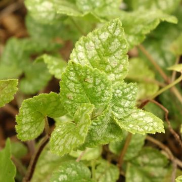 Lamium galeobdolon Kirkcudbright Dwarf