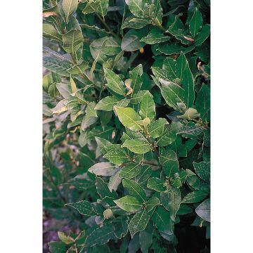 Laurus nobilis De Jerusalem - Alloro