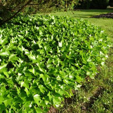 Hedera helix Green Ripple - Edera