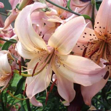 Giglio orientale ibrido Pink Flavour