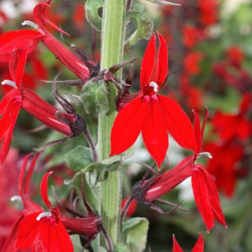 Lobelia Kompliment Scarlach