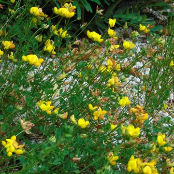 Lotus corniculatus - Ginestrino comune