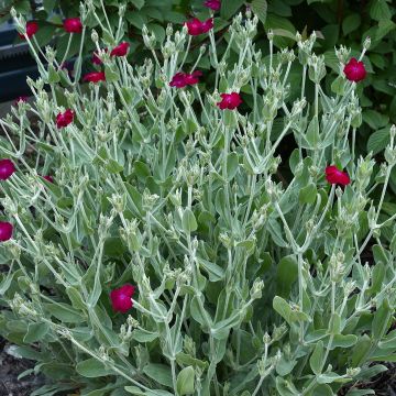 Lychnis coronaria Atrosanguinea - Crotonella coronaria