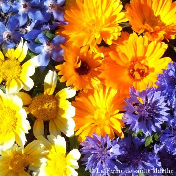 Misto di Fiori Commestibili Biologici - Azienda Agricola di Santa Marta