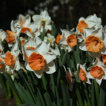 Narciso a tromba Chromacolor