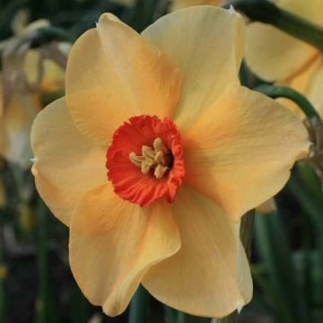 Narciso coronato Copper Queen