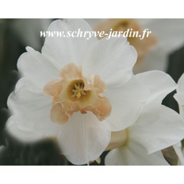 Narciso grande-coronato Louise de Coligny