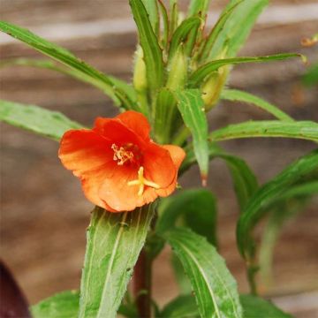 Oenothera versicolor